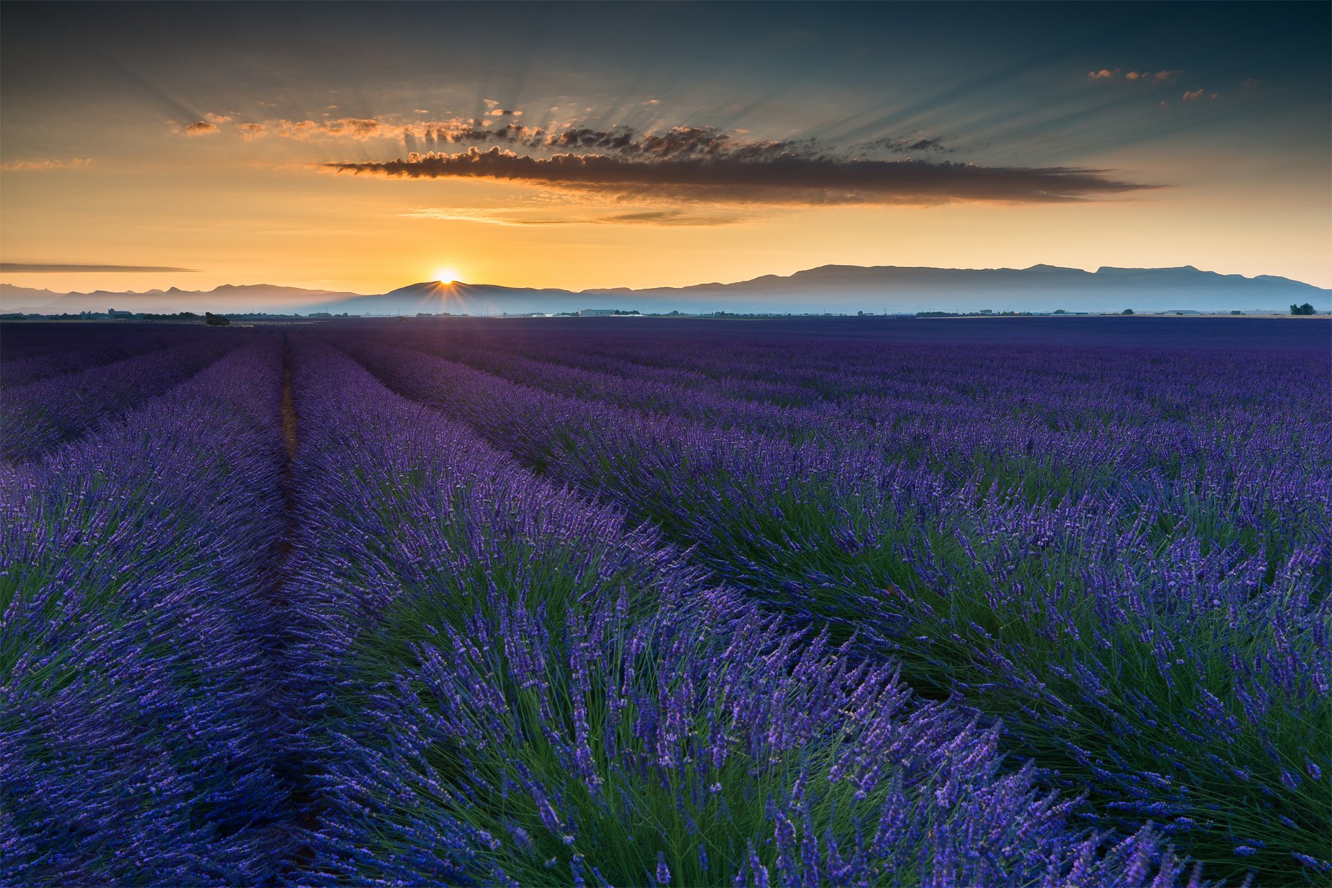 frankreich provence sommer juni feld lavendel blumen sonne