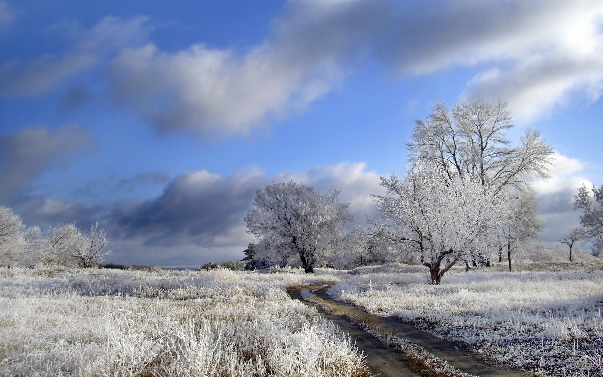 the field road frost nature