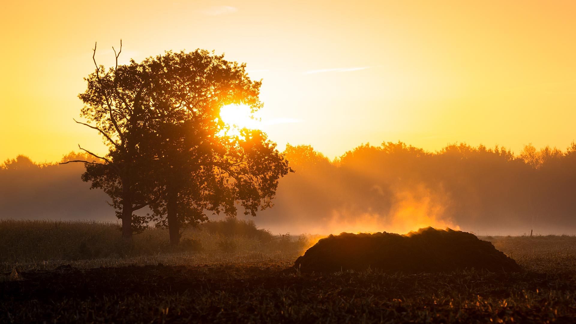 matin champ brouillard paysage