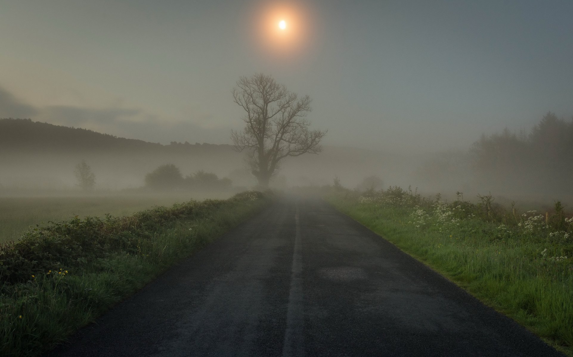 route herbe arbre brouillard matin