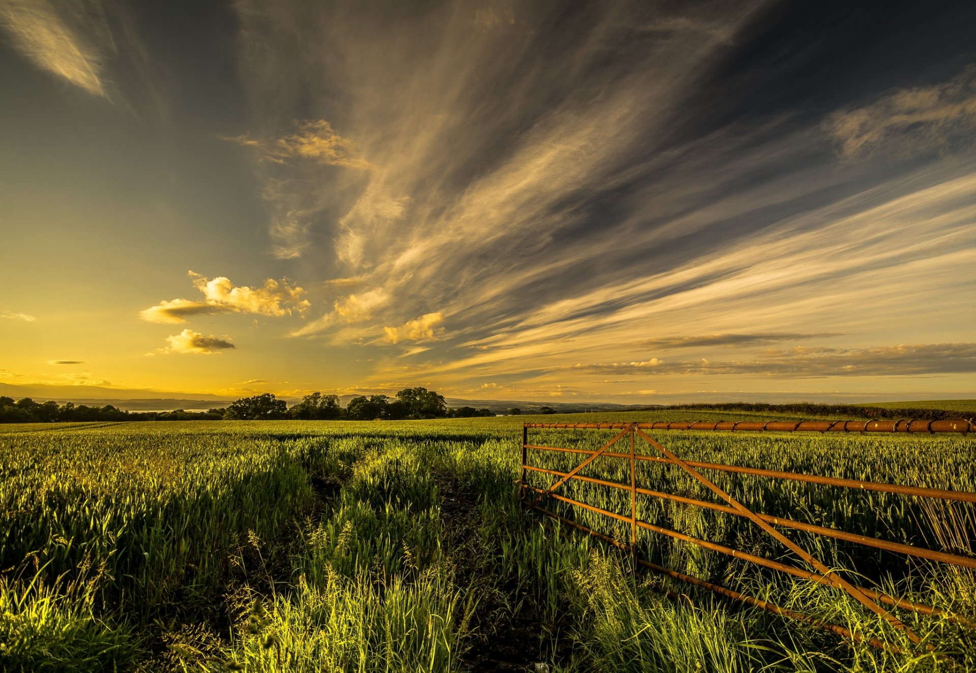 bäume feld zaun sommer