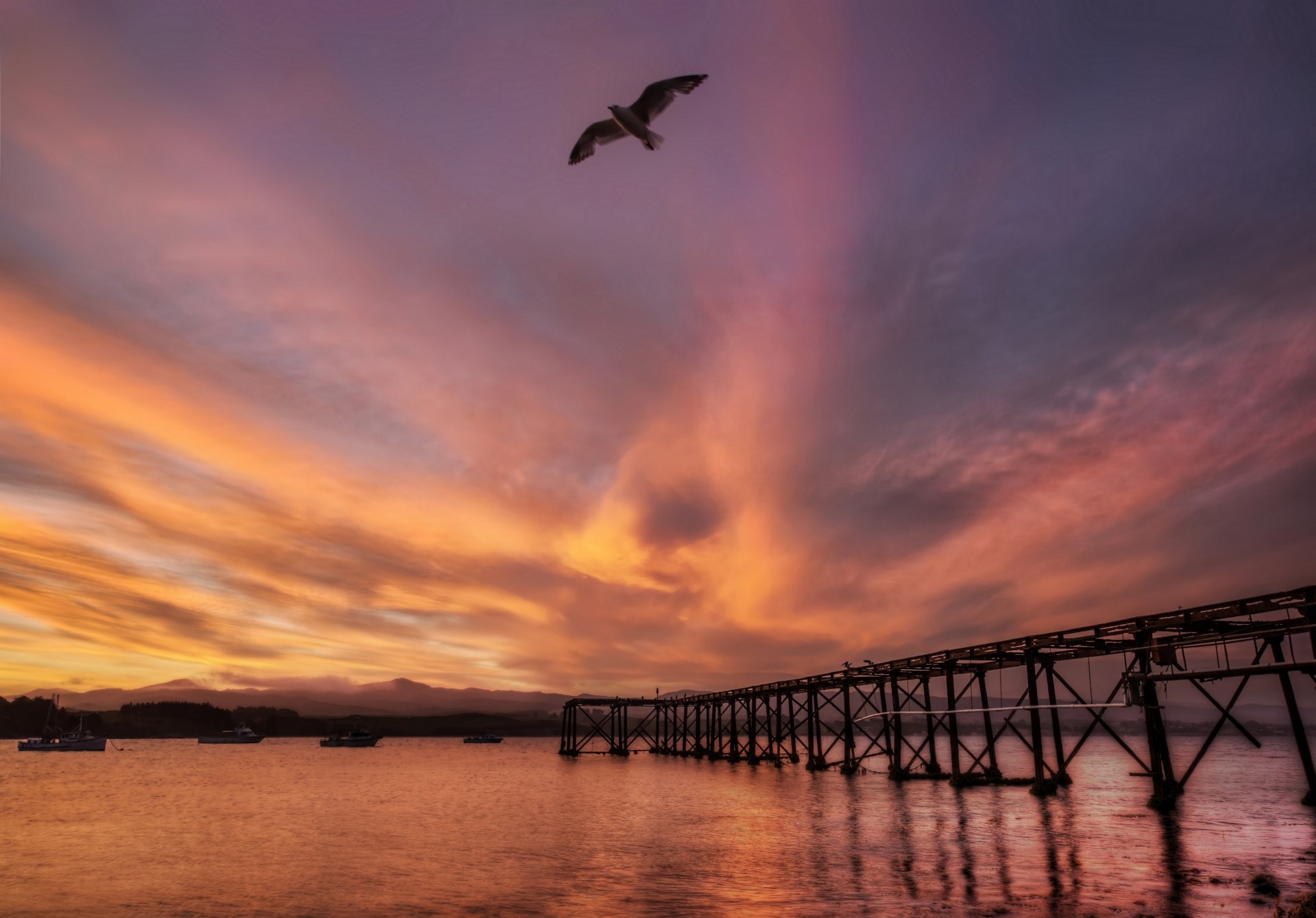 nueva zelanda mar puerto puente puesta de sol pájaro gaviota