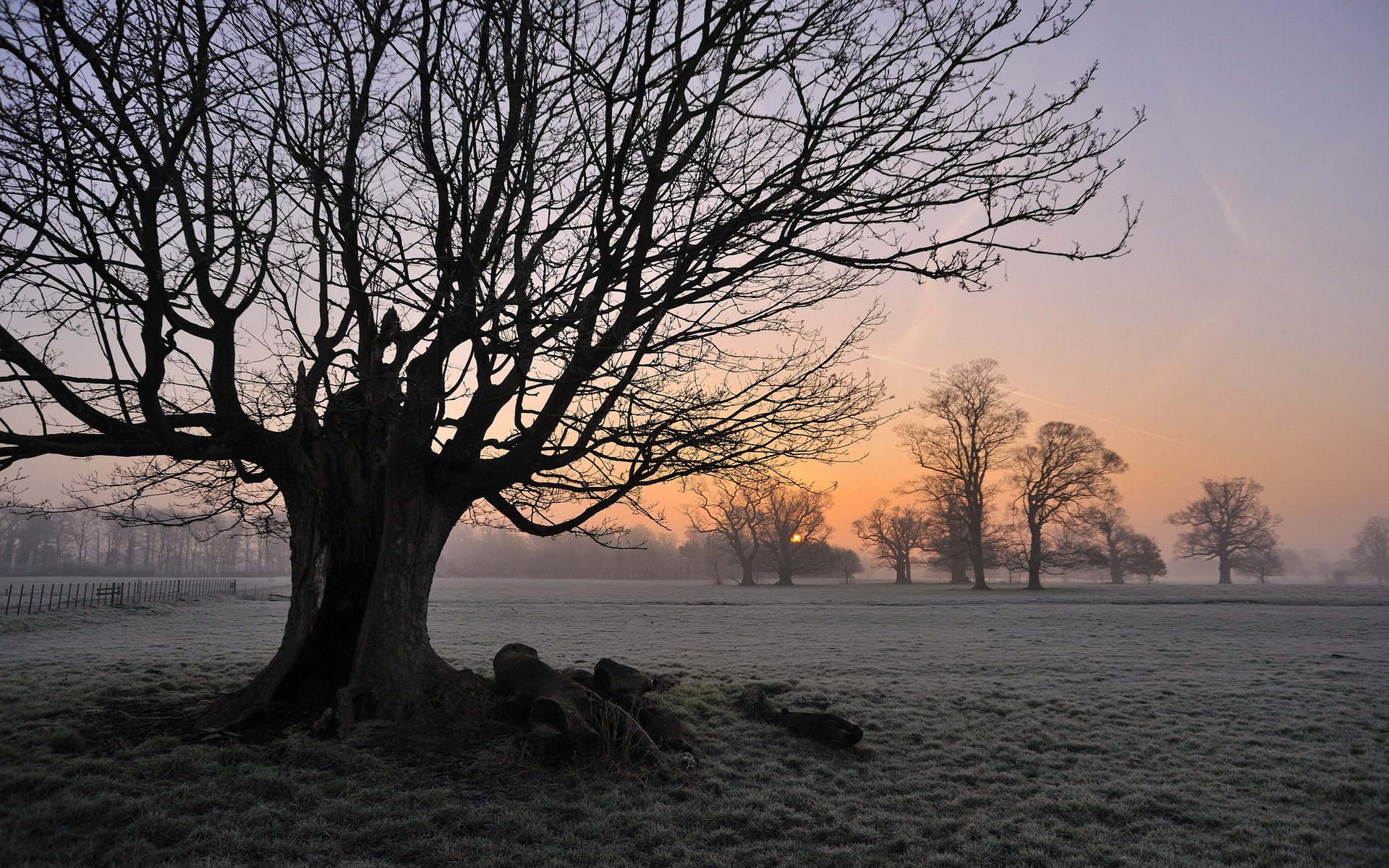 árbol mañana campo niebla