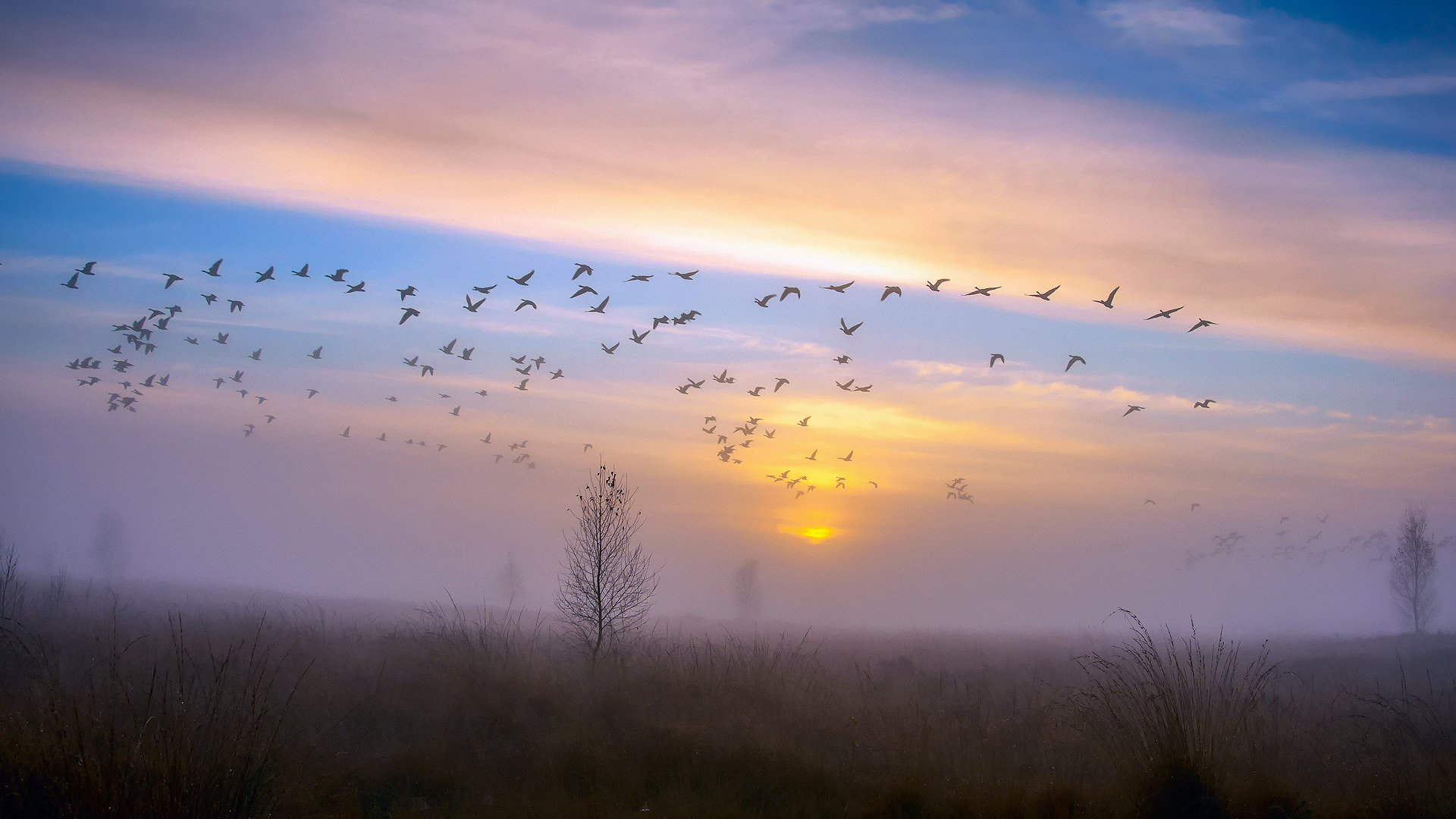 autunno novembre albero corvi uccelli cielo anatre oche gregge tramonto sera nebbia rugiada dopo la pioggia