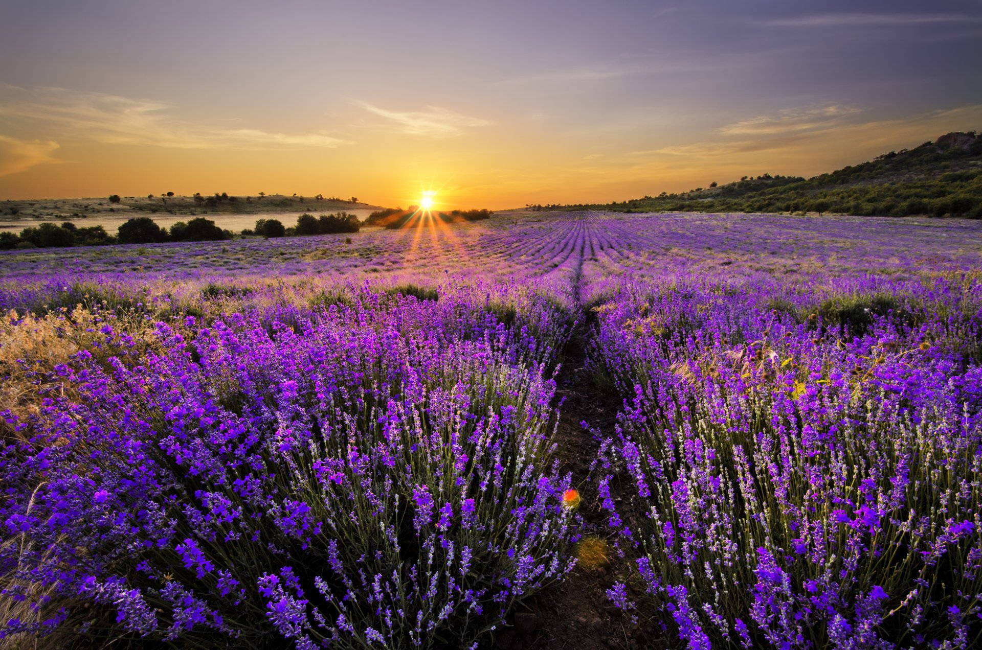 nature paysage champ de lavande floraison champ de lilas