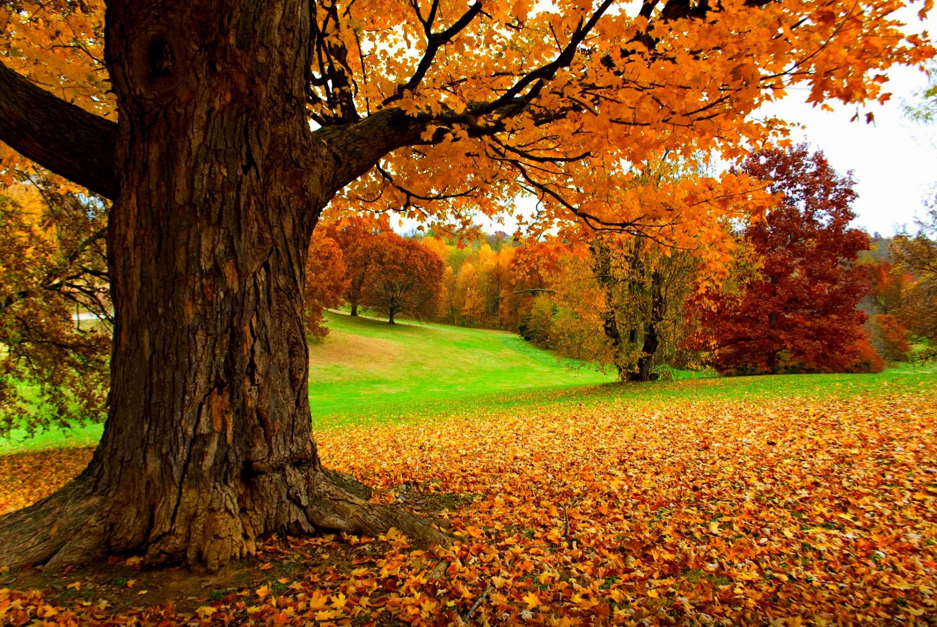 nature forest park trees leaves colorful road autumn fall colors walk