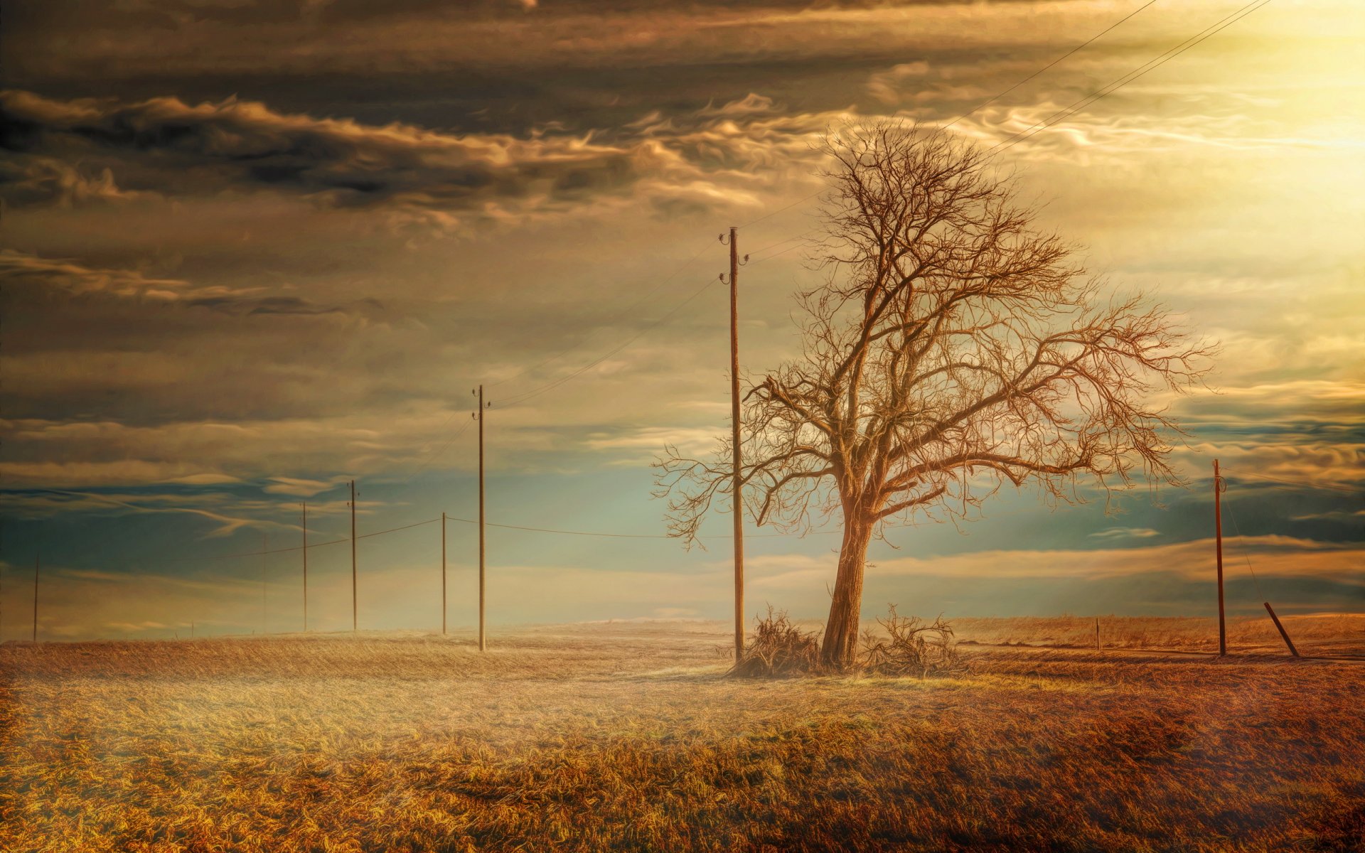 feld baum landschaft