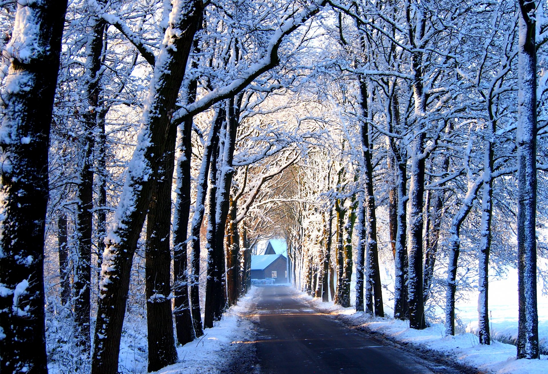 road tree alley house snow winter