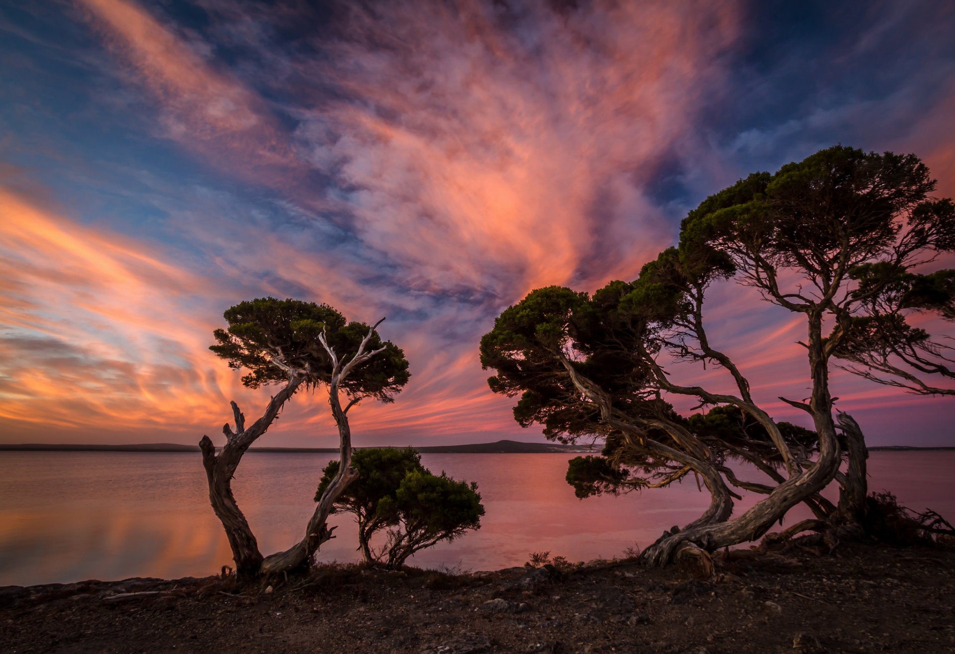 beach tree night sunset