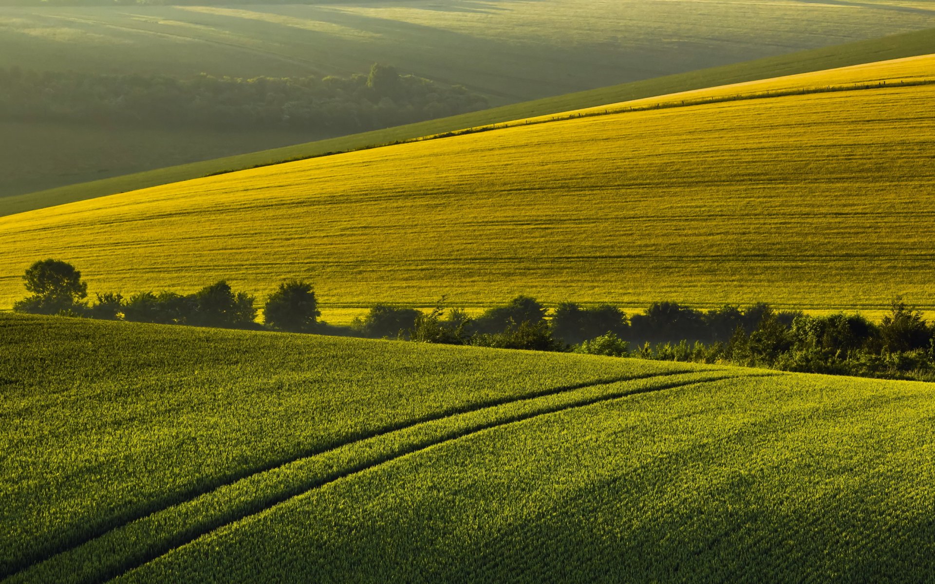 mañana campo verano paisaje