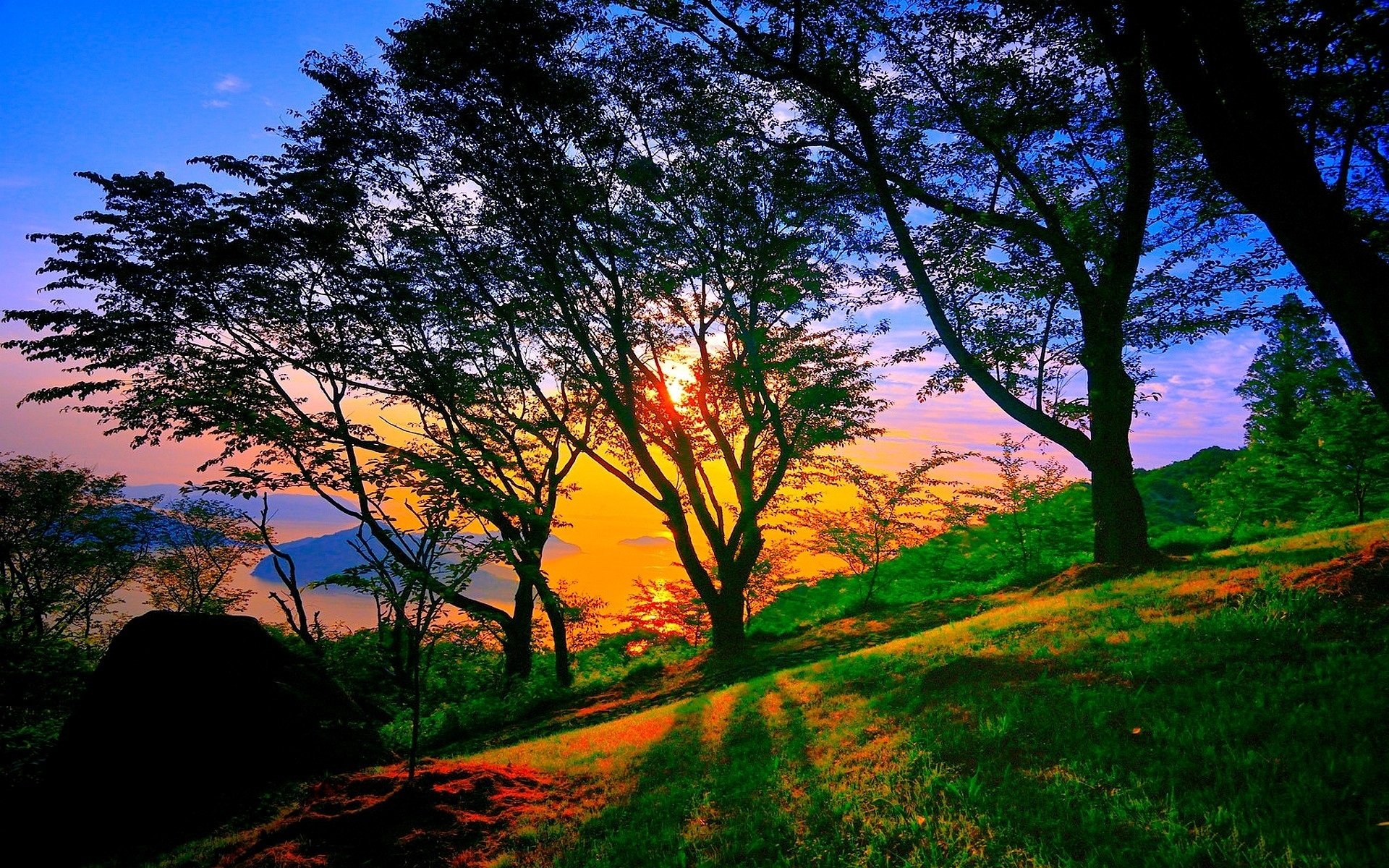 nature sunset landscape park trees dark blue sky