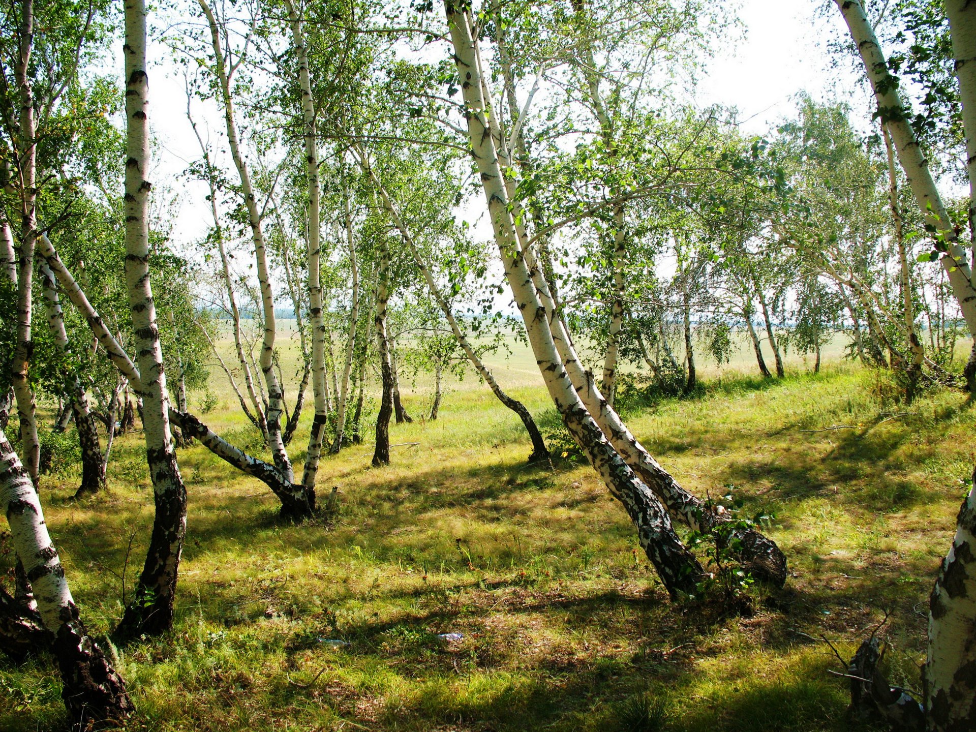 nature arbres bouleaux herbe photo