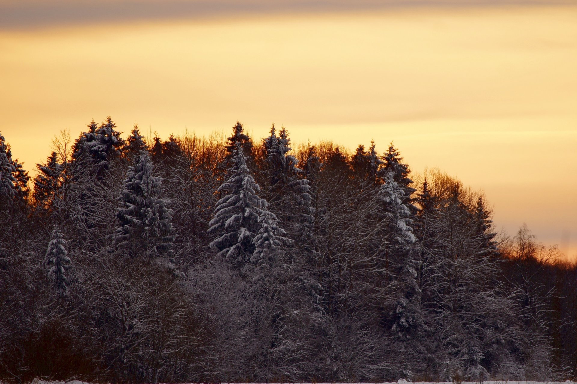 landschaft winter wald bäume sonnenuntergang natur