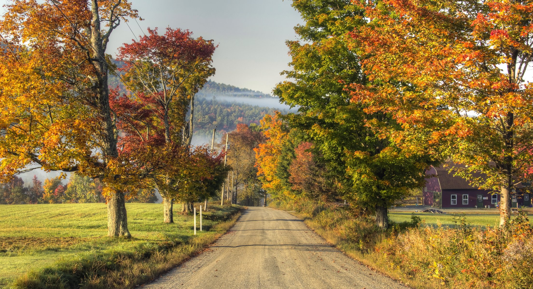 strada alberi natura autunno