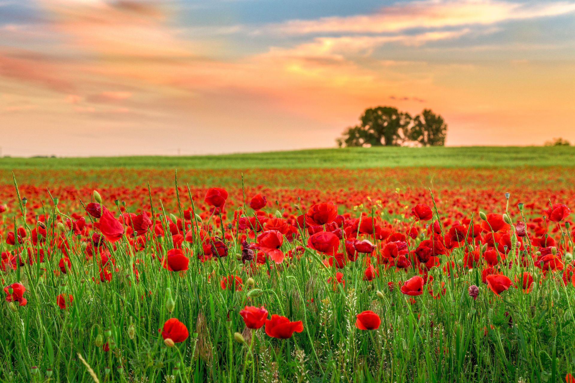 nature the field flower poppies sunset landscape