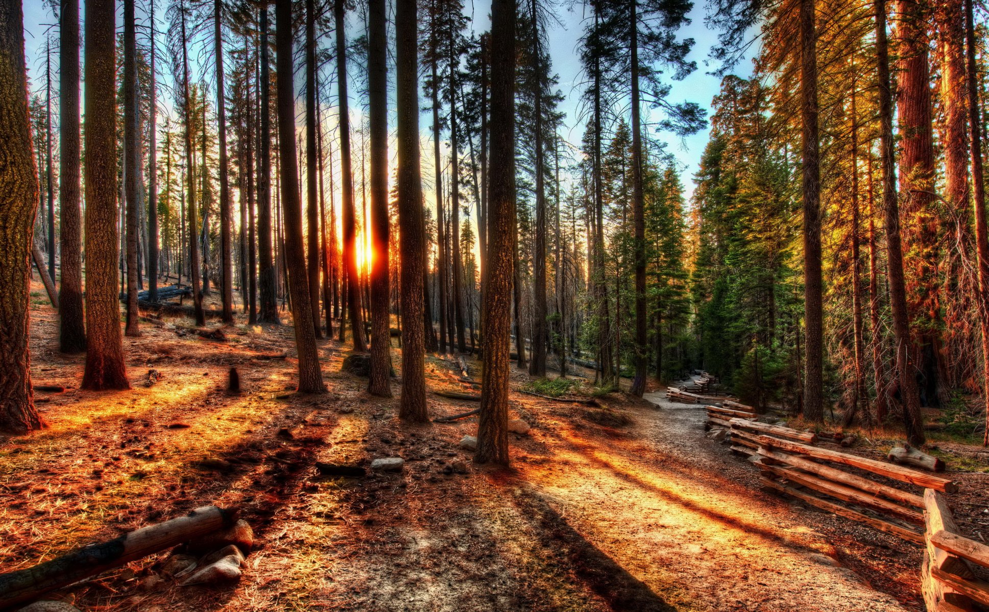 las świt zachód słońca usa drzewa hdr kalifornia yosemite natura zdjęcia