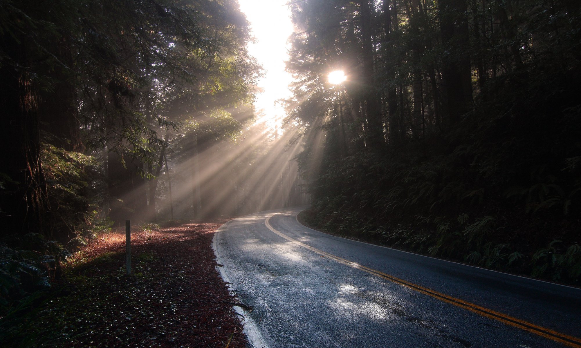 forest road sun landscape nature