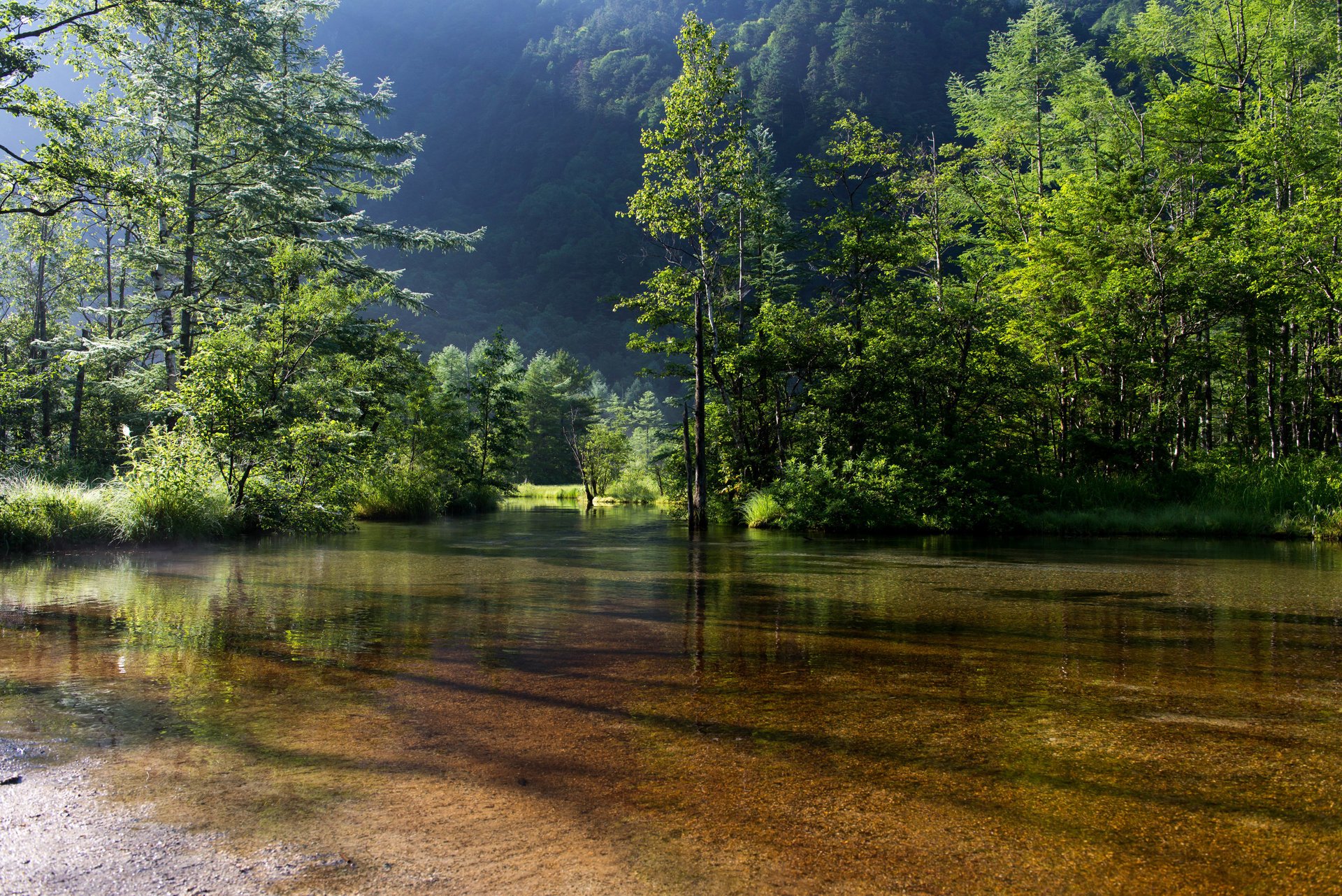 landscape nature green . trees shadow. water