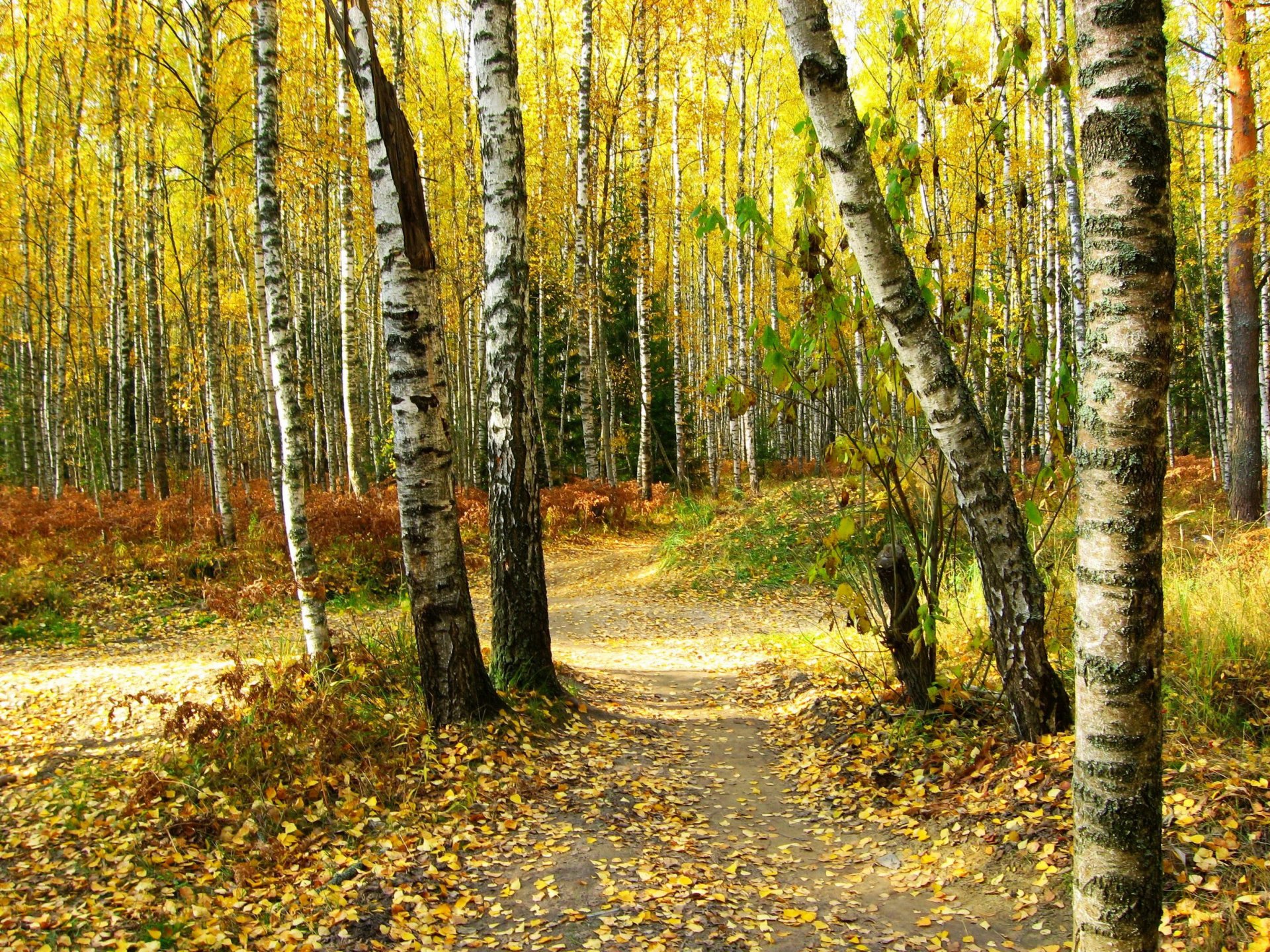 otoño bosque abedules sendero hojas árboles naturaleza foto