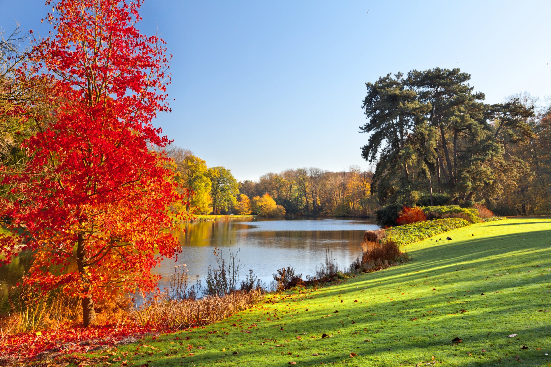 parco autunnale lago alberi foglie autunno paesaggio alberi colorati natura erba luce solare