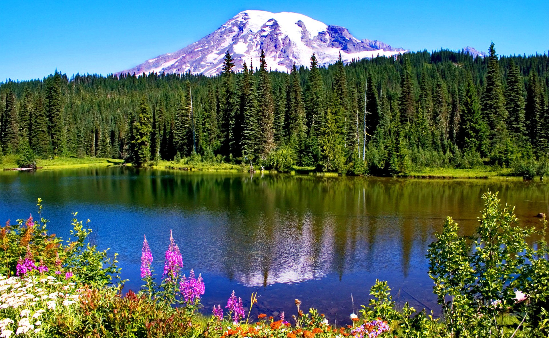 jasper national park alberta kanada berge schnee wald see blumen reflexion