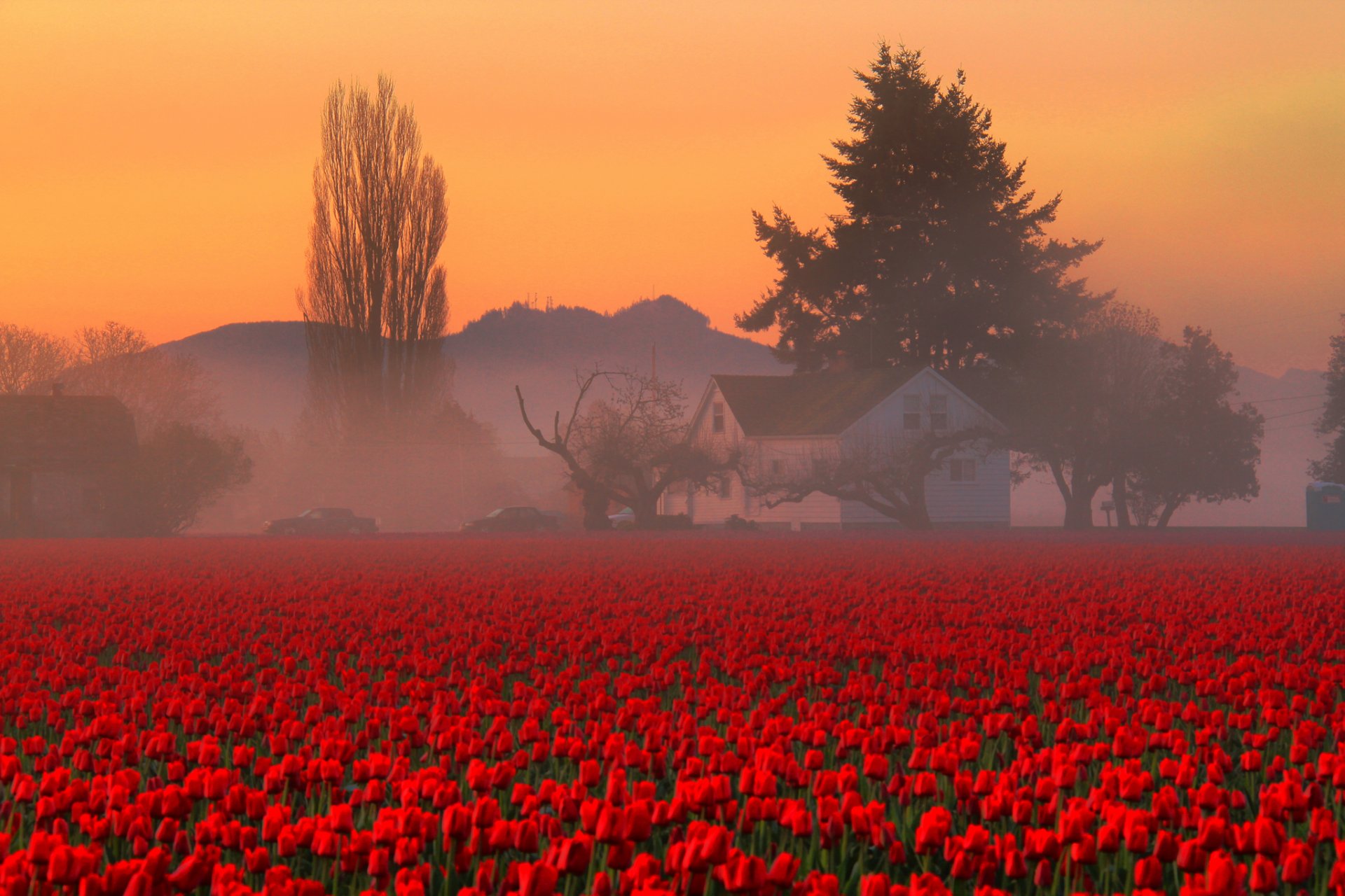 ky morning fog mountain tree house the field flower