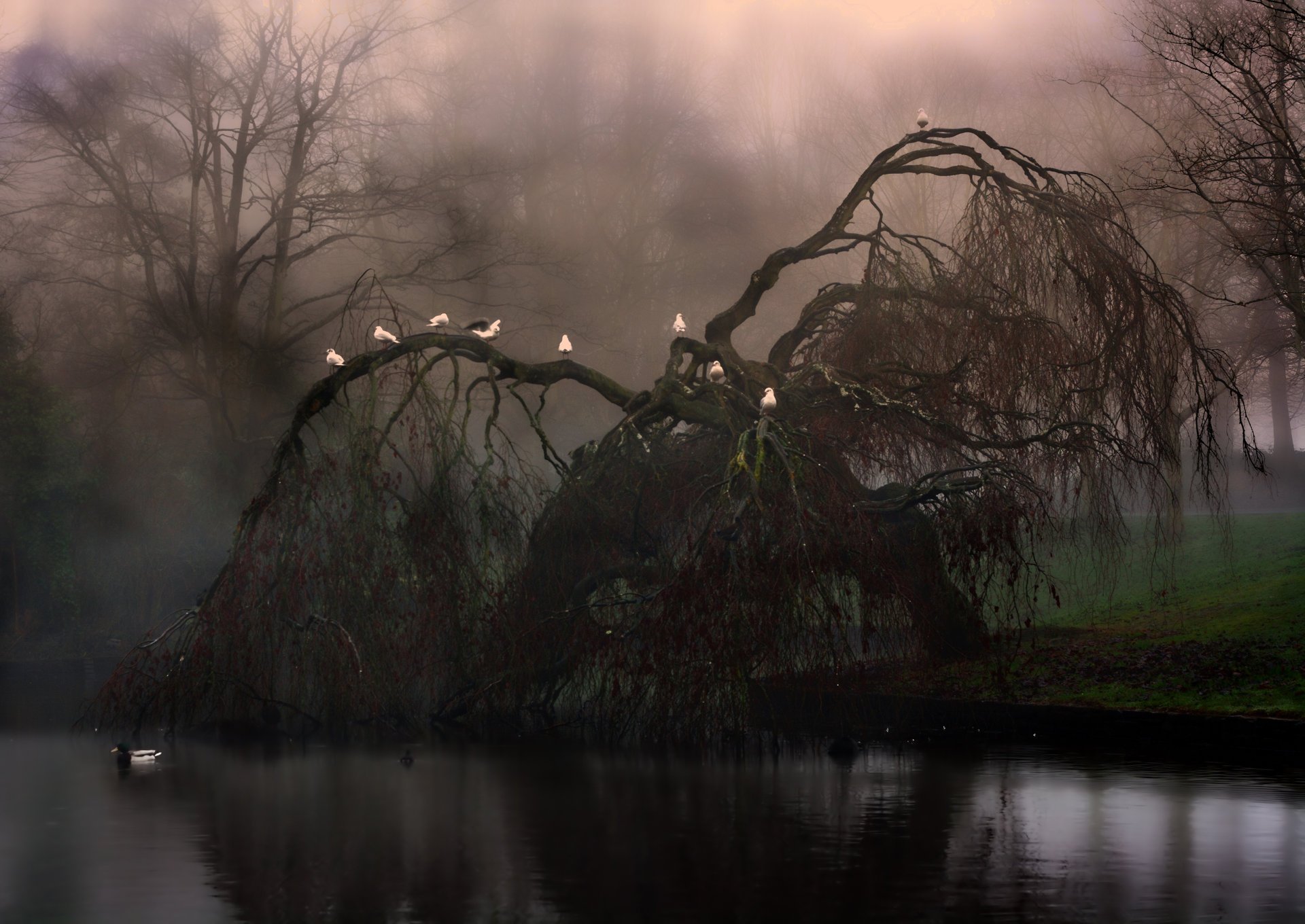 vögel weinende weide baum see schöne szene natur gras dämmerung landschaft nebel schöne szene wald baum gruselig gruselig