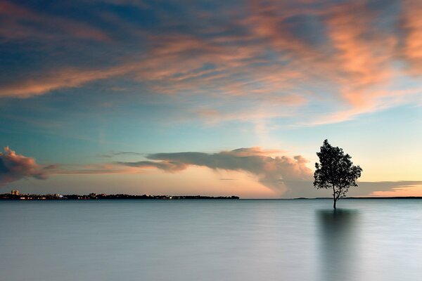 Einsame Baumlandschaft im See