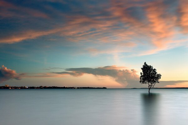 Landscape of a lonely tree in a lake