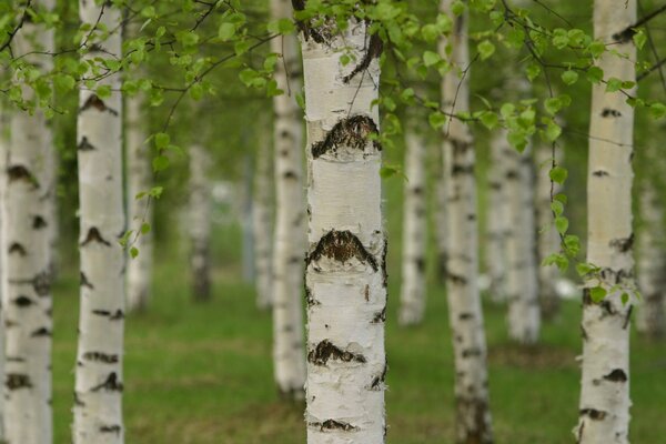 Birch forest close-up