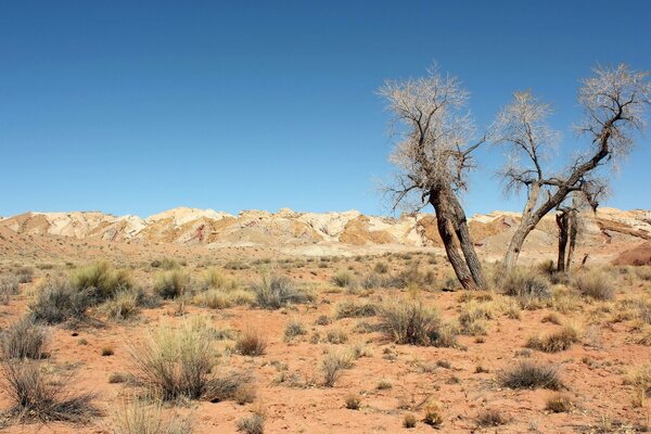 Blauer Himmel über der verwilderten Wüste