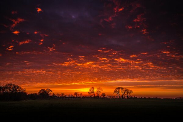 Beau coucher de soleil dans les silhouettes des arbres