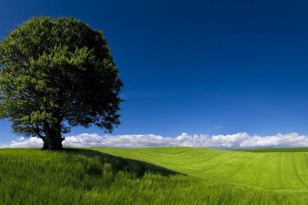 Horizon vert avec arbre solitaire