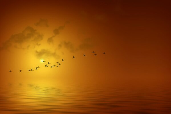 Birds flying over the sea sunset