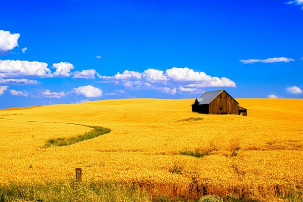 Campo de trigo en medio de un cielo sereno y claro