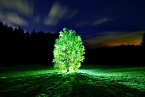 Miracle in the night-glowing tree