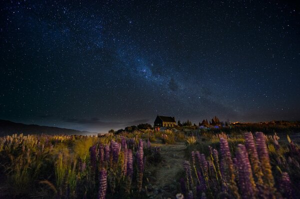 Beste Milchstraße am Himmel in der Nacht in Neuseeland auf dem Hügel Haus, Pfad, Lupinen