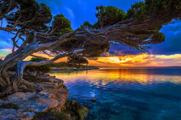 Árbol en la orilla del mar al atardecer