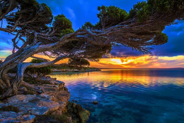 Дерево на берегу морской глади на закате