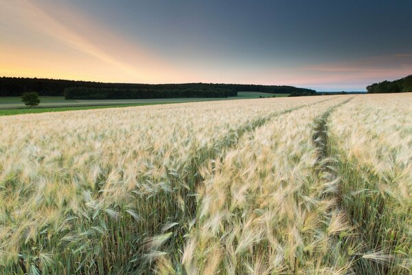 Hermoso paisaje de campo con espigas al atardecer