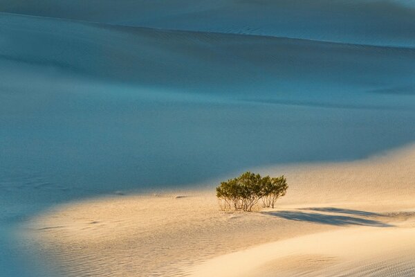 Ein Baum im Sand mitten im Ozean