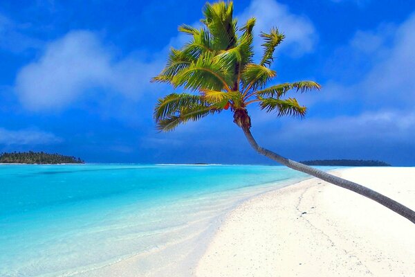 Palm tree on the beach in the hot tropics