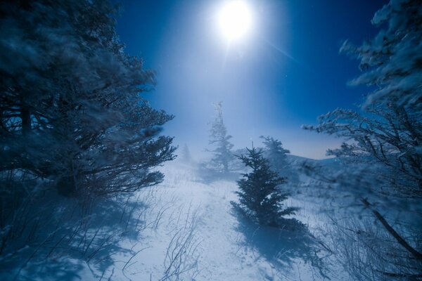 Alles ist im Winter im Mondlicht in der Nachtlandschaft eingefroren