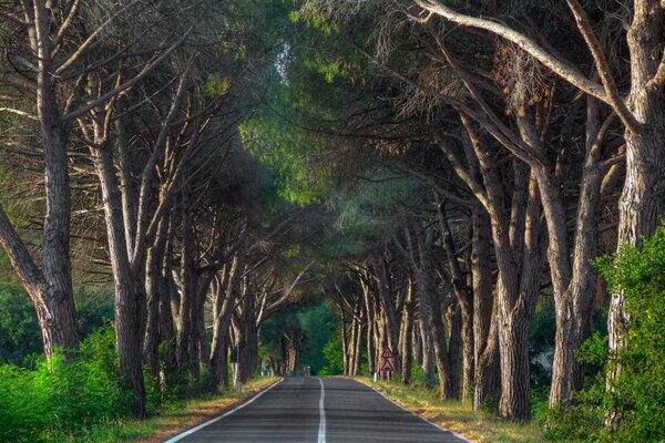 Camino del bosque en los macizos del bosque