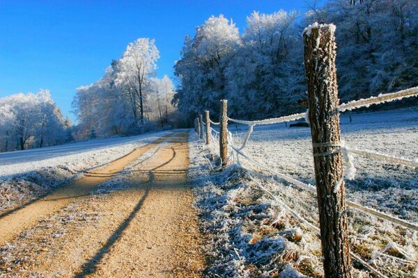 Árboles, bosque en el fondo del cielo blanco de invierno. Abruptamente. Naturaleza