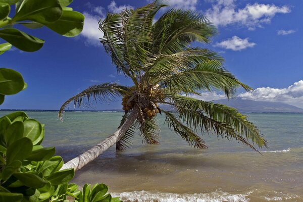 Sea palm tree wind waves sky