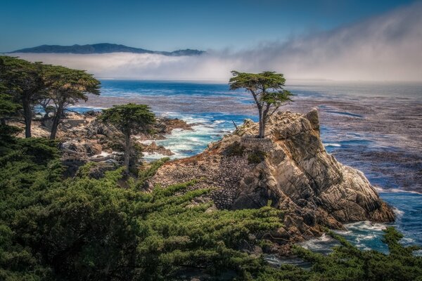 A lone cypress stands on top of a cliff