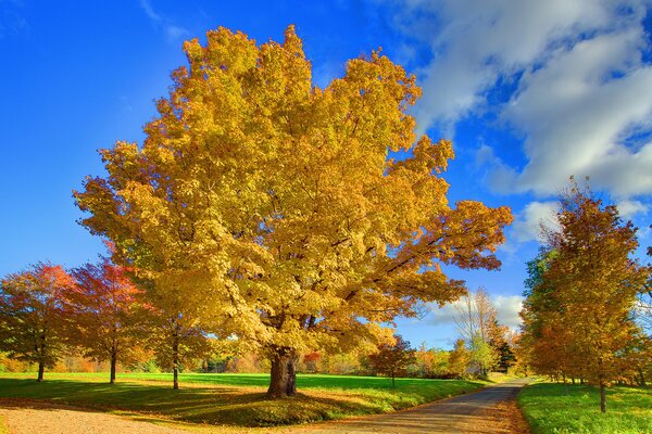Parque de otoño con un gran Danés y un cielo azul