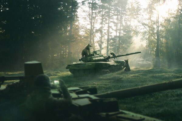 Bären in einem Kiefernwald auf einem Panzer