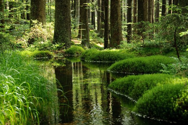 Ein Bach im grünen Wald